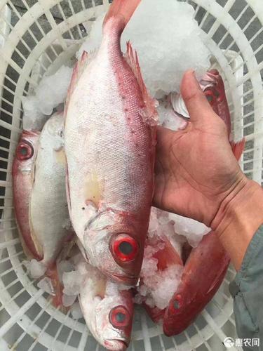 冷凍水產品紅目鰱 新貨深海海產大眼雞新鮮