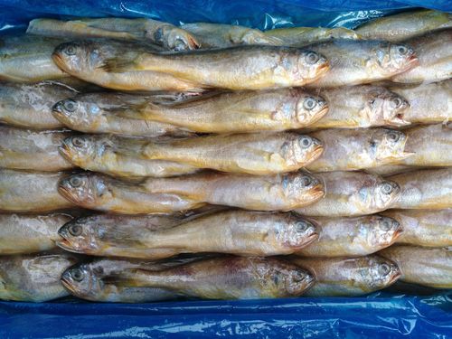 暢銷供應山東冷凍野生小黃花魚冷凍粗加工水產品散裝直銷酒店批發